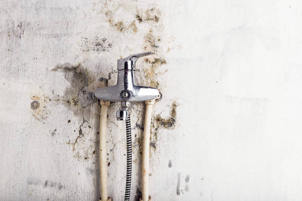 Certified Mold Removal in Ivanhoe, CA