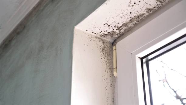 Ivanhoe, CA Mold Removal Company
