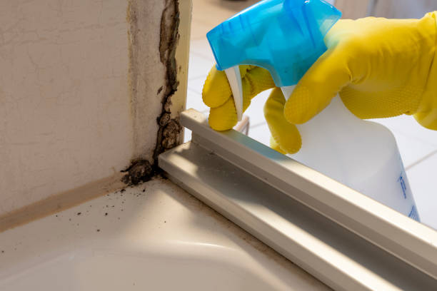 Mold Removal Process in Ivanhoe, CA