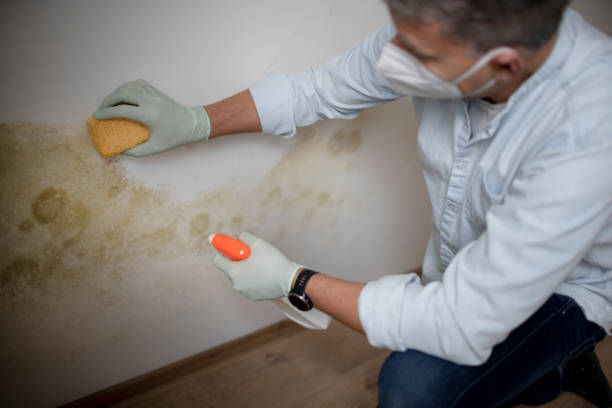 Best Certified Mold Removal  in Ivanhoe, CA