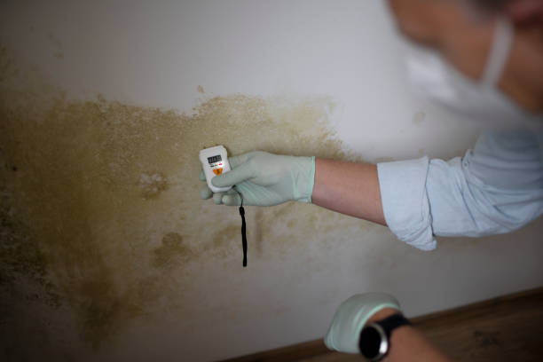 Best Residential Mold Removal  in Ivanhoe, CA
