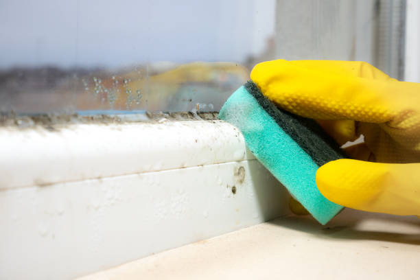 Best Mold Damage Repair  in Ivanhoe, CA