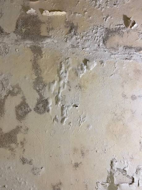 Best Emergency Mold Removal  in Ivanhoe, CA