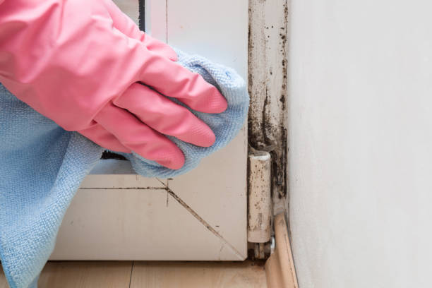 Best Mold Cleaning Services  in Ivanhoe, CA