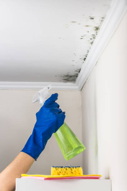 Best Office Mold Removal Services  in Ivanhoe, CA
