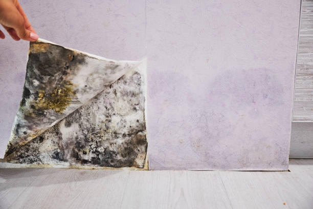Best Same-Day Mold Removal  in Ivanhoe, CA